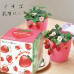 母の日プレゼント【ストロベリー 栽培キット】いちご イチゴ  種　栽培キット 栽培セット 家庭菜園 キッチン 栽培 母の日 ギフト 誕生日  贈り物 おしゃれ