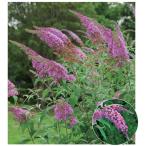 ブッドレア（フジウツギ）紫色花 香りよし 植木 庭木 苗木 落葉低木