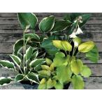  хоста (...) ho старт *5 вида комплект аромат .. растение садовое дерево много год .