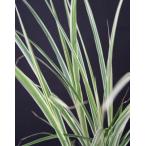  Susuki *sima Susuki (. незначительный большой АО ) стакан сад растение садовое дерево цветок . много год .