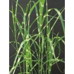  Susuki *takano - Susuki ( ястреб. перо незначительный большой АО ) растение в горшке ширина . растение садовое дерево цветок . много год .