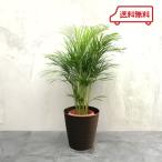観葉植物アレカヤシ8号フレグラーポ...