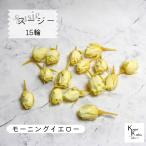 大地農園！プリザーブドフラワー 「スージー モーニングイエロー 15輪」プリザ 花材 ハーバリウム おしゃれ かわいい プレゼント 贈り物　オオチノウエン