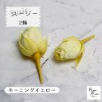 大地農園！プリザーブドフラワー 「スージー モーニングイエロー 2輪」プリザ 花材 ハーバリウム おしゃれ かわいい プレゼント 贈り物　オオチノウエン