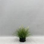 人工観葉植物 フェイクプランツ オニグラス ねこじゃらし 鉢植え 高さ50c…