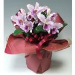  фотокаталитический искусственный цветок искусственный цветок Cattleya 3шт.@. лаванда день рождения память день переезд праздник . День матери ..