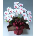  фотокаталитический искусственный цветок искусственный цветок . бабочка орхидея средний 3шт.@. белый красный открытие праздник .. праздник открытие праздник .. праздник переселение праздник день рождения память день ..