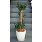 中型観葉植物ユッカ青年の木鉢皿付陶...