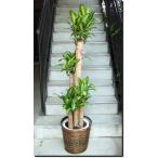 観葉植物大型幸福の木10号鉢鉢カバ...