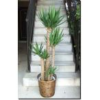 観葉植物大型ユッカ青年の木10号鉢...
