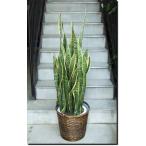 観葉植物大型サンスベリア2L10号...