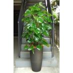観葉植物特大モンステラ樹脂製特大鉢...