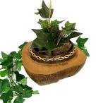 ココナッツの小物入れ 椰子のプランター 植木鉢 おしゃれな プランター 植木鉢 アジアン雑貨 バリ雑貨 エスニック 小物入れ