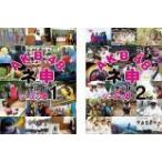 AKB48 ネ申 テレビ シーズン8 全2枚 1st、2nd▽レンタル用 セット 中古 DVD ケース無