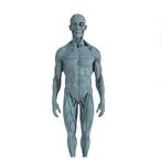 人体 筋肉 模型 30cm 人体模型 医学 解剖 教育 整形 外科 絵画 モデル デッサン 男性 グレー 自立 スタンド付き