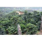  тщательно отобранный одиночный Origin кофе бобы [ Costa Rica Chile po L * Cello bija обезьяна chi]( высокий мясо для жаркого to*200g)| собственный .. специальный ti кофе .. бобы 