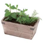 Green&Herbs(ハーブ寄せ植え(ティー系))〔送料込/本体3850円+送料550円〕 ※お届け目安約10日 (包装× のし× 定型文メッセージカード○)