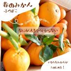 みかんの詰め合わせ福