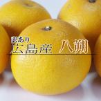 ショッピング広島 八朔 訳あり 5kg 尾道 広島産 送料無料八朔 八朔 家庭用八朔 訳あり八朔 八朔訳あり ハッサク はっさく
