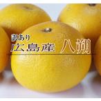 ショッピング広島 八朔 訳あり 10kg 尾道 広島産 送料無料八朔 八朔 家庭用八朔 訳あり八朔 八朔訳あり ハッサク はっさく