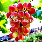 マスカットビオレ 訳あり 岡山産 2kg 約4〜6房 訳ありぶどう ぶどう訳あり 家庭用ぶどう 岡山ぶどう 岡山マスカットビオレ 岡山葡萄 送料無料