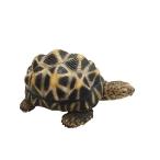 インドホシガメ 亀 カメ 貯金箱 リ