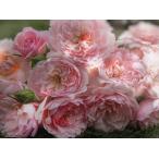 バラ苗 大苗 18cmポット 花千鳥