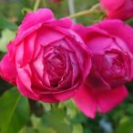 バラ苗 大苗 18cmポット パブ ロック