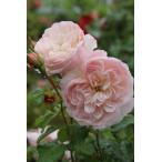 バラ苗 新苗育成苗 18cmポット 花千鳥