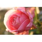 バラ苗予約新苗12cmポットメロウ