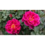 バラ苗 予約新苗 12cmポット ロードライト ガーネット