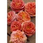 バラ苗予約新苗12cmポットスピリ...