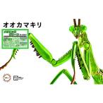 フジミ模型 自由研究シリーズ No.23EX-3 いきもの編 オオカマキリ(メタリックグリーン)