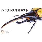 フジミ模型 自由研究シリーズ No.26 いきもの編 ヘラクレスオオカブト