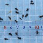  крышка ho sikoorogi(6~8mm ранг )SS размер 50 шт ( ящерица. приманка, ящерица. корм, лягушка. приманка )( рептилии земноводные. корм приманка )