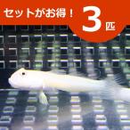 ミズタマハゼ ３匹セット (A-0019) 海水魚 サンゴ 生体
