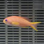キンギョハナダイ 4-6cm±(A-0040) 海水魚 サンゴ 生体
