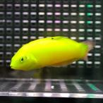 コガネキュウセン 5-7cm!  海水魚 ベラ 15時までのご注文で当日発送(t122
