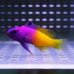 ロイヤルグラマ 4-5cm±(A-0199) 海水魚 サンゴ 生体