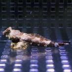 コウワンテグリ 3-5cm±(A-0225) 海水魚 サンゴ 生体