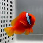 ハマクマノミ (A-0234) 海水魚 サンゴ 生体