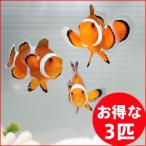 カクレクマノミ Sサイズ ３匹セット(A-0243) 海水魚 サンゴ 生体