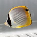 クラカケチョウウオ 4-6cm±! 海水魚 チョウチョウウオ 餌付け15時までのご注文で当日発送(t114