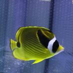 チョウハン 8-10cm±海水魚! チョウチョウウオ (t114