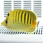 シチセンチョウ 6-8cm±(A-0276) 海水魚 サンゴ 生体