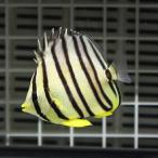 ヤスジチョウチョウウオ 5-7cm±(A-0285) 海水魚 サンゴ 生体