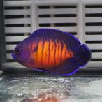 ルリヤッコ（コーラルビューティー）4-5cm± (A-0288) 海水魚 サンゴ 生体