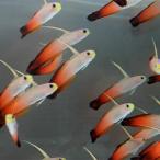 ハタタテハゼ 【5匹】 4-6cm±(A-0305) 海水魚 サンゴ 生体