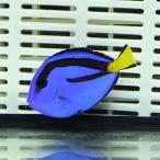 ナンヨウハギ Sサイズ 4-5cm±!ヒレスレ欠けあり  ハギ 海水魚 餌付け(t119