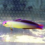 アケボノハゼ 5-7cm±! 海水魚 ハゼ 餌付け 15時までのご注文で当日発送(t121